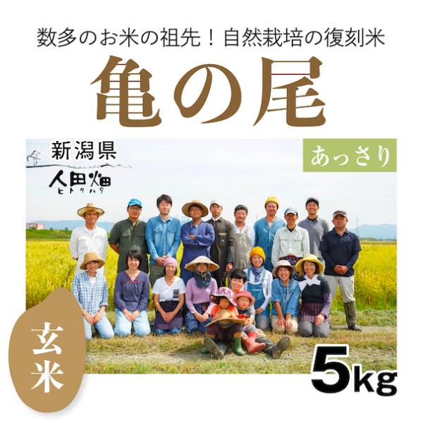 【自然栽培のお米】玄米5kg「亀の尾」(新潟県)人田畑(ひとたはた)　米　お米　無施肥　自然栽培