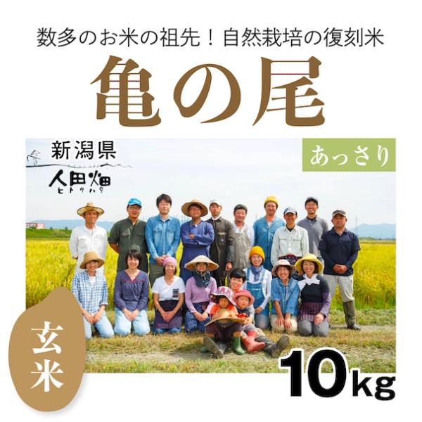 【自然栽培のお米】玄米10kg「亀の尾」(新潟県)人田畑(ひとたはた)　米　お米　無施肥　自然栽培