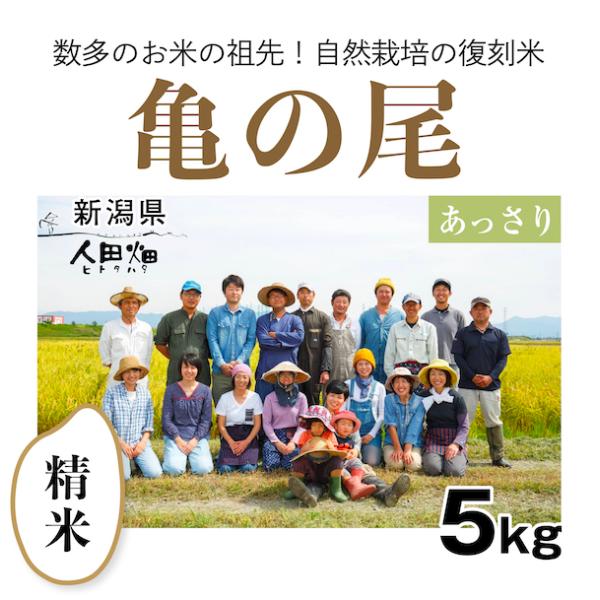 【自然栽培のお米】精米5kg「亀の尾」(新潟県)人田畑(ひとたはた)　米　お米　無施肥　自然栽培