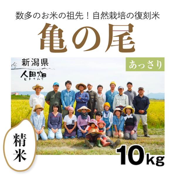 【自然栽培のお米】精米10kg「亀の尾」(新潟県)人田畑(ひとたはた)　米　お米　無施肥　自然栽培
