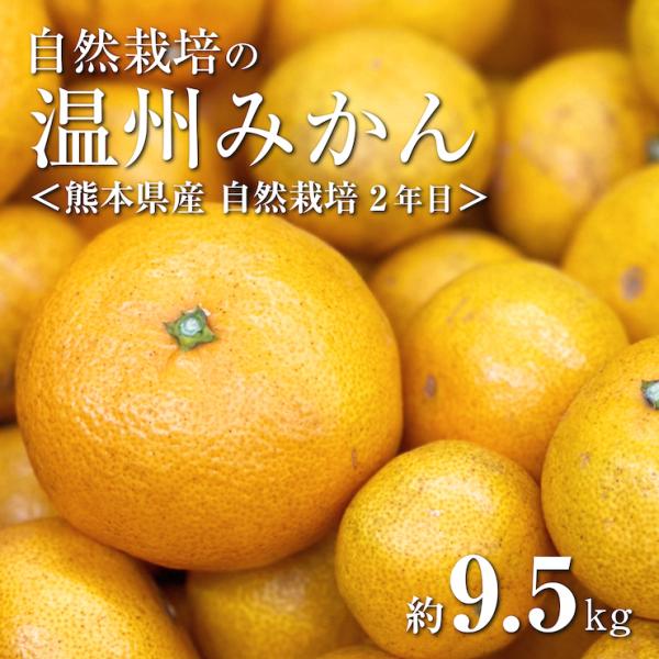 【蔵出し】しげのみかんさんの自然栽培温州みかん 約9.5kg 熊本県熊本市 自然栽培 2年目　若き農家の挑戦　無選別　外皮ヨゴレあり　