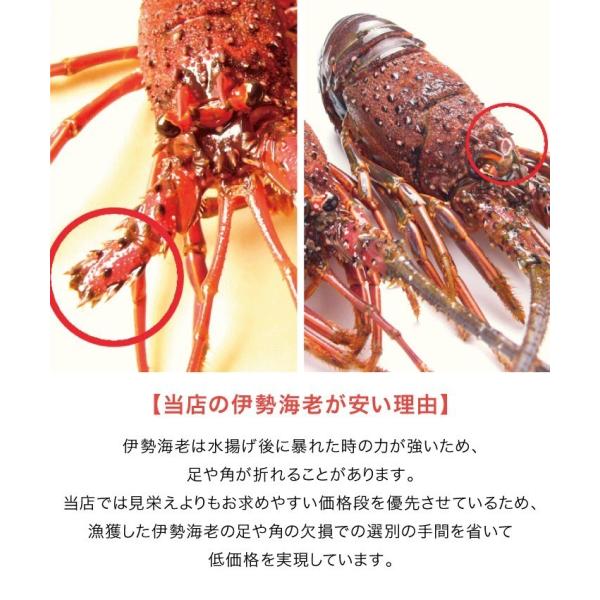 伊勢海老 本場 伊勢志摩 超特大600g 1尾 活 刺身 訳あり 産地直送 伊勢エビ お取り寄せ 冷凍 Buyee Buyee Japanese Proxy Service Buy From Japan Bot Online