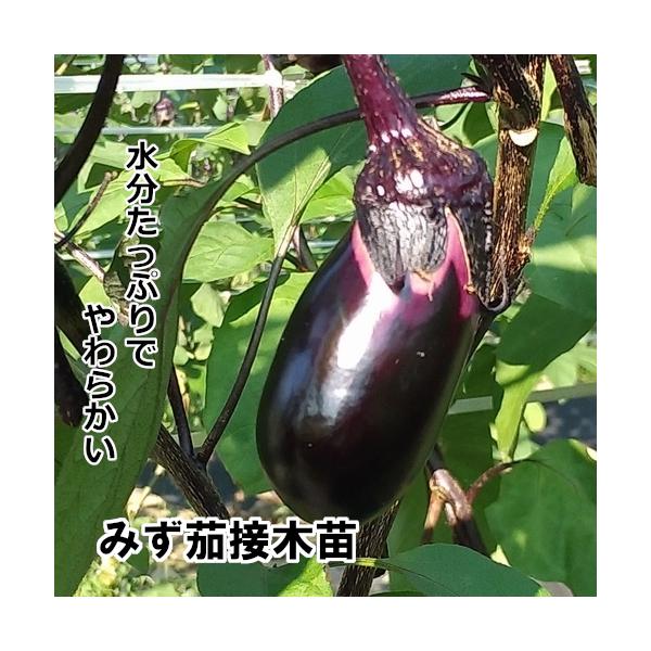 ナス苗 みず茄 接木苗 青ポット Buyee Servis Zakupok Tretim Licom Buyee Pokupajte Iz Yaponii