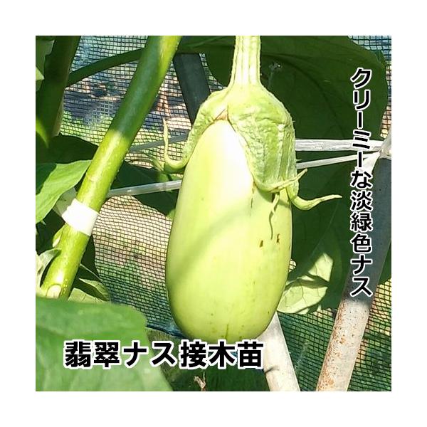 白ナス 接木白丸茄子苗 赤毛農園の直売所 野菜苗生産販売 通販