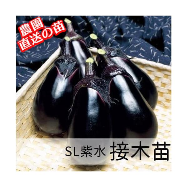丸なす苗 とげなし紫水苗 赤毛農園の直売所
