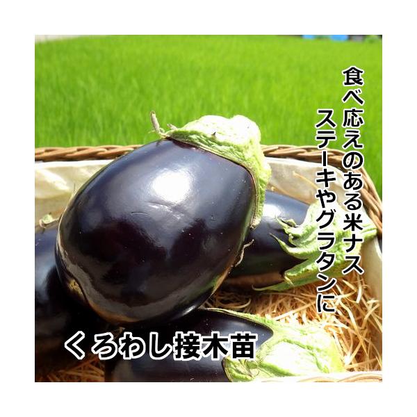 なす苗 赤毛農園の直売所 野菜苗の生産販売 通販