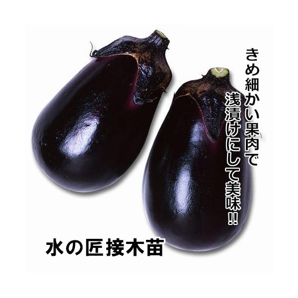 ナス苗 水の匠 接木苗