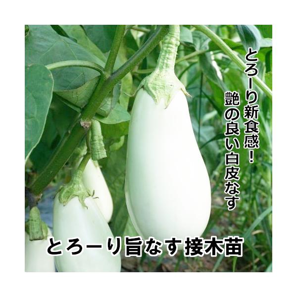 ナス苗 とろーり旨なす 接木苗