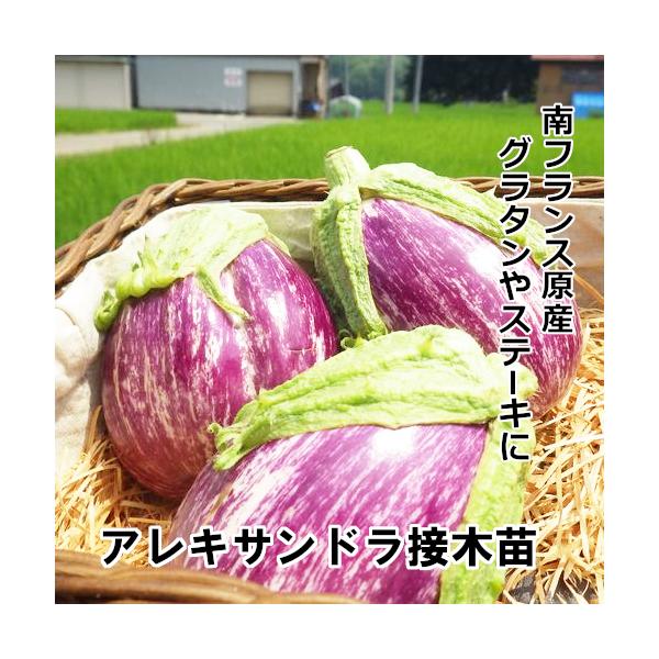 ナス苗 アレキサンドラ 接木苗