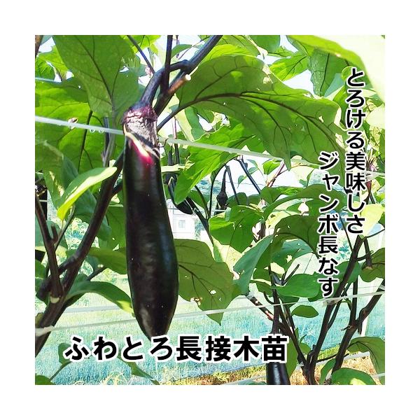 ナス苗 ふわとろ長 接木苗