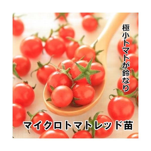 【発売日：2024年05月01日】茶色9cmポット　【配送：５月連休明け〜】    房成のマイクロトマトで、いつもと違うひと皿を演出できます。    極小でありながら酸味、甘味が強くトマト本来の味があります。    ほぼ野生種なので、放任で...