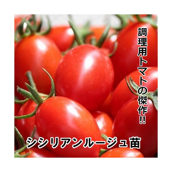 トマト苗 赤毛農園の直売所 野菜苗の生産販売 通販