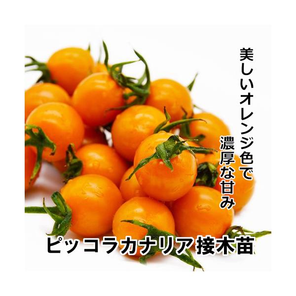 [Release date: May 1, 2024]9ｃｍポット　接木苗（発送は５月連休明け以降です。）濃厚でとろけるような食感があります。    橙色系トマトの特徴で甘味がつよい。    ベーターカロチンを豊富に含みます。    1果房...