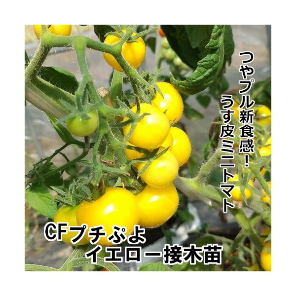 苗 ミニトマトの人気商品 通販 価格比較 価格 Com