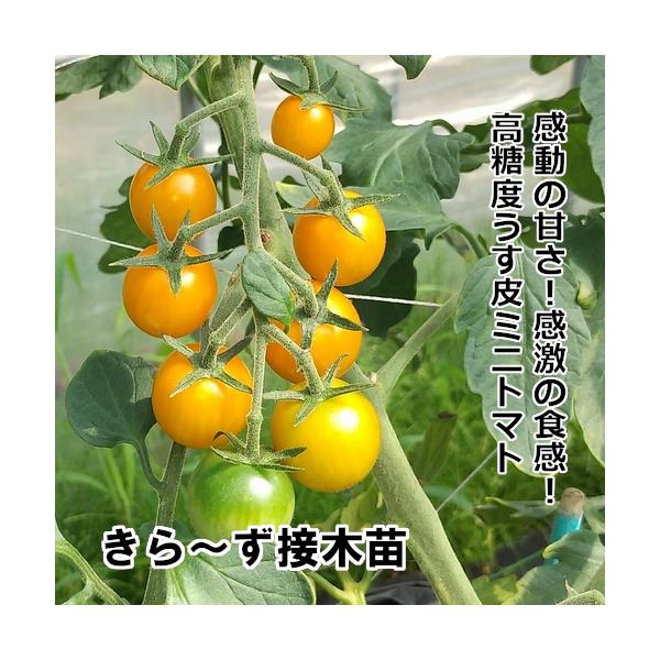 うす皮黄色ミニトマト苗 きらーず接木苗 赤毛農園の直売所 野菜苗生産販売 通販