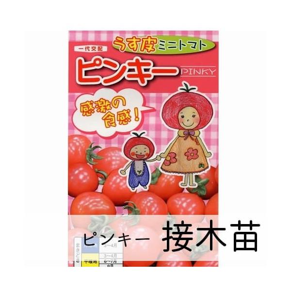 うす皮ミニトマト ピンキー苗 赤毛農園の直売所 販売休止