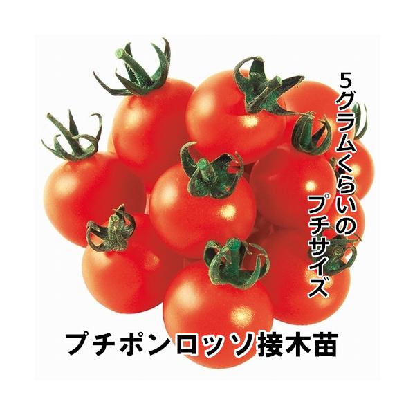 プチポン苗 プチポンロッソ苗 プチポンカナリア苗 プチポンバイオレット苗 赤毛農園の直売所