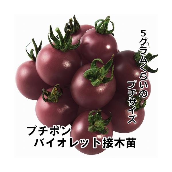 プチポン苗 プチポンロッソ苗 プチポンカナリア苗 プチポンバイオレット苗 赤毛農園の直売所