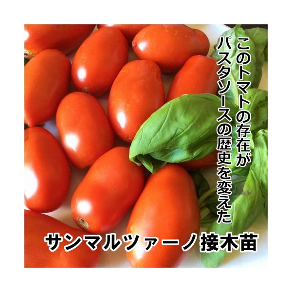トマト苗 サンマルツァーノ接木苗