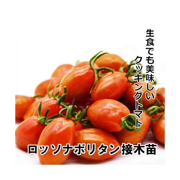 トマト苗 ロッソナポリタン接木苗