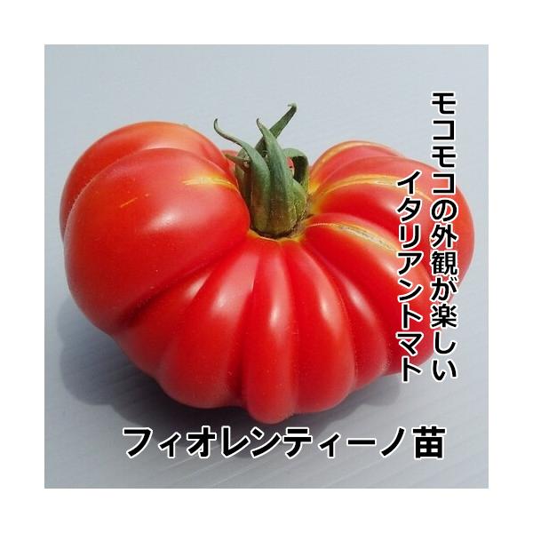 トマト苗 自根 フィオレンティーノ苗