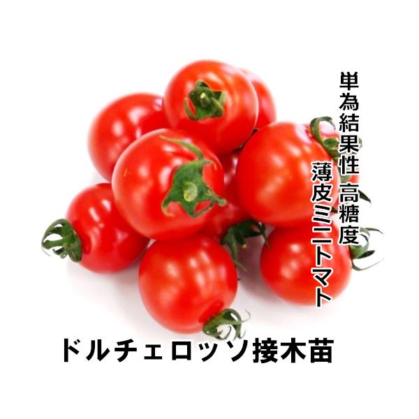 トマト苗 ドルチェ ロッソ 接木苗