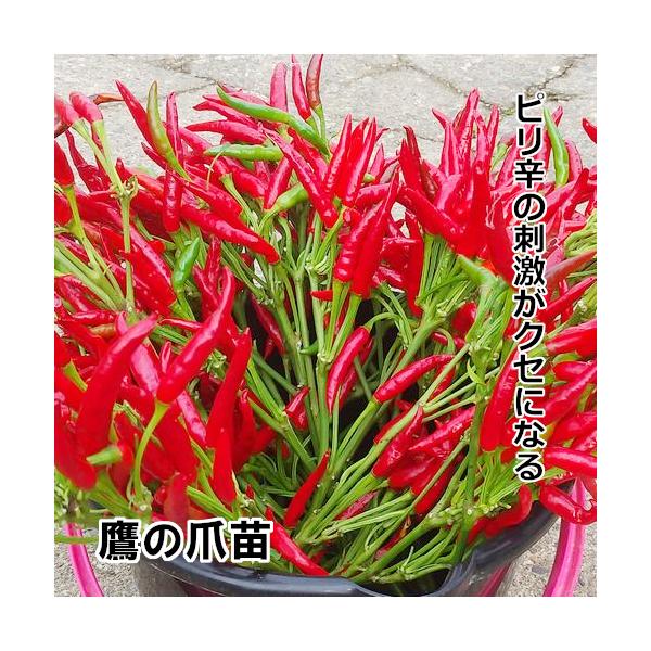 南蛮 唐辛子苗 鷹の爪苗 9cmポット2本植え 赤毛農園の直売所 野菜苗生産販売 通販