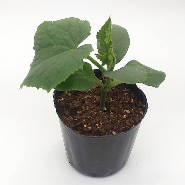 翼苗木 翼苗木 翼苗木