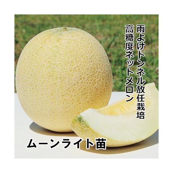超高糖度 放任栽培メロン苗 ムーンライト苗 赤毛農園の直売所 野菜苗販売 通販