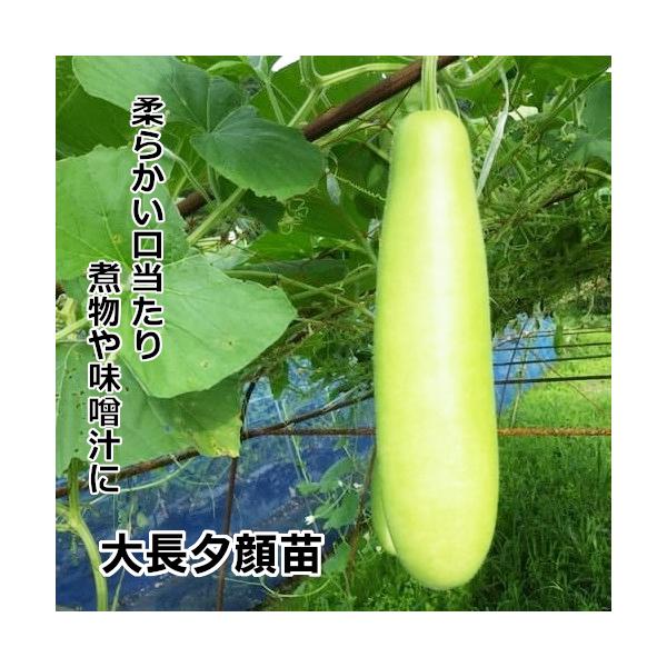 ゆうがお苗 大長夕顔苗 赤毛農園の直売所 野菜苗販売 通販