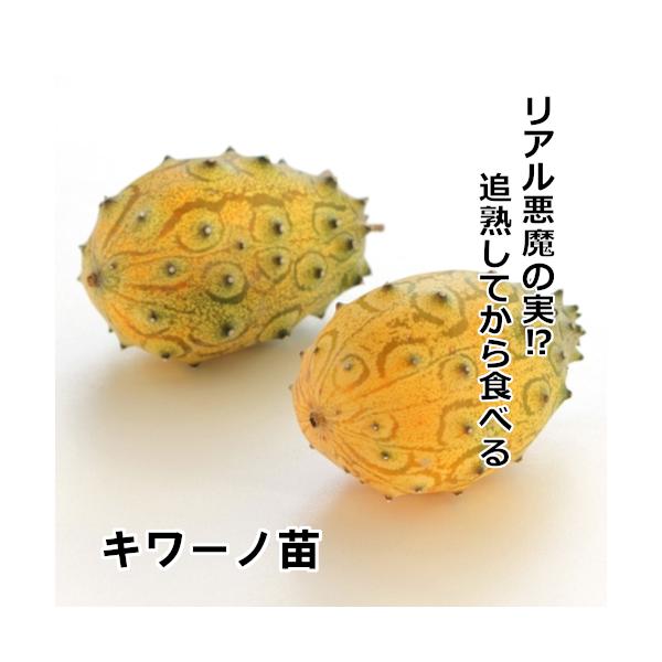 グリーンゼリーメロン苗 キワーノ苗 赤毛農園の直売所 野菜苗販売 通販