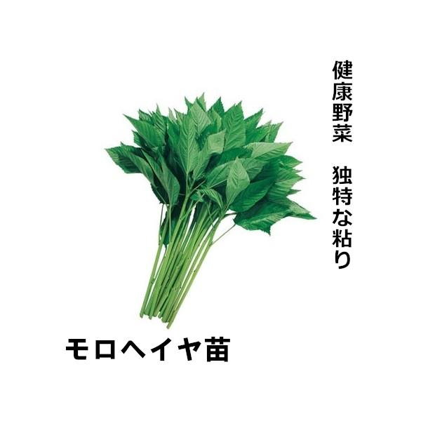 健康野菜 モロヘイヤ苗 赤毛農園の直売所 野菜苗生産販売 通販