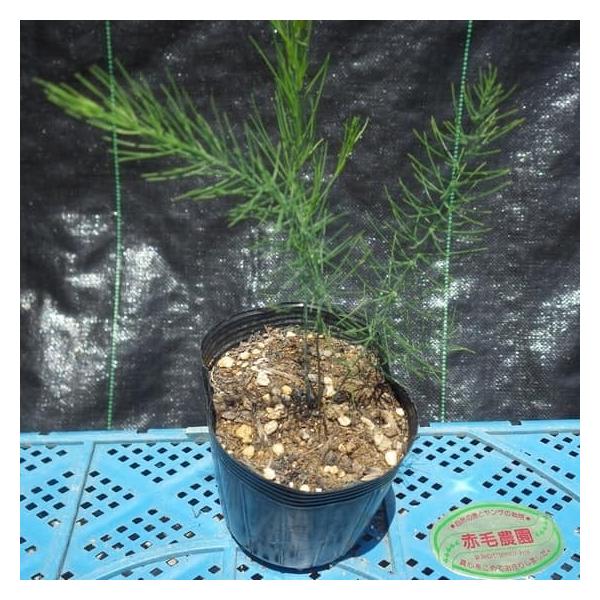 アスパラガス苗 ウェルカム苗 初年 赤毛農園の直売所 野菜苗生産販売 通販