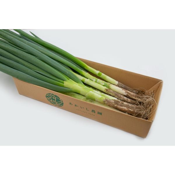 akaishinoen_negi5kg akaishinoen_negi5kg