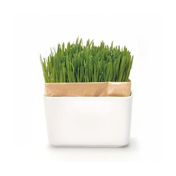 他サイト： ハリオ HARIO 猫草栽培キット にゃんベジ その他 セット 猫の商品画像