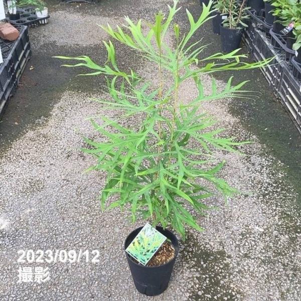 ①グレビレア ゴールド バイレアナ 根付き鉢物苗 6号鉢全長1.2m ①グレビレア ゴールド バイレアナ 根付き鉢物苗 6号鉢全長1.2m