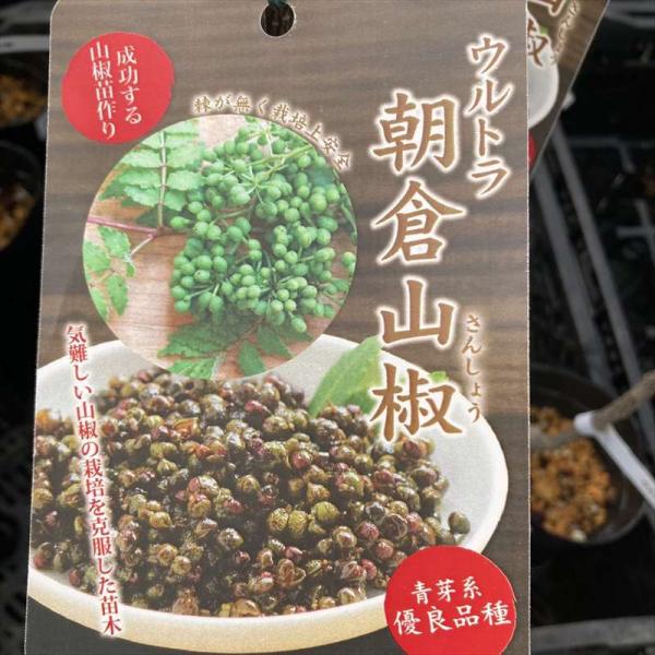 akatsukagarden_2100414