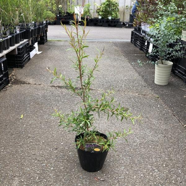 [レプトスペルマム]レプトスペルマムはフトモモ科の常緑性低木で、オーストラリアやニュージーランドなどに分布します。ソフトな葉触りや繊細な葉がメラレウカによく似ています。 白・桃・赤色の、梅をさらに小さくしたような5弁の花を咲かせるのが特徴で...