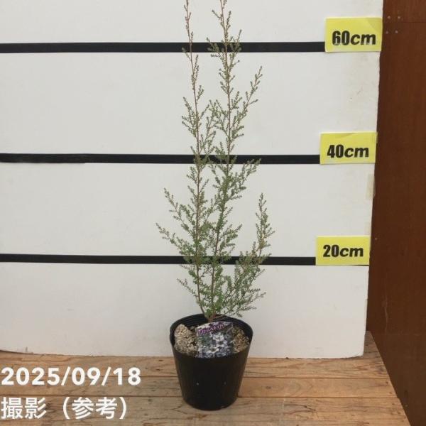 [レプトスペルマム属とは]シルバーウーリーティーツリーはレプトスペルマム属に属しています。レプトスペルマム属はフトモモ科の常緑性低木で、オーストラリアやニュージーランドなどに分布します。ソフトな葉触りや繊細な葉がメラレウカによく似ています。...