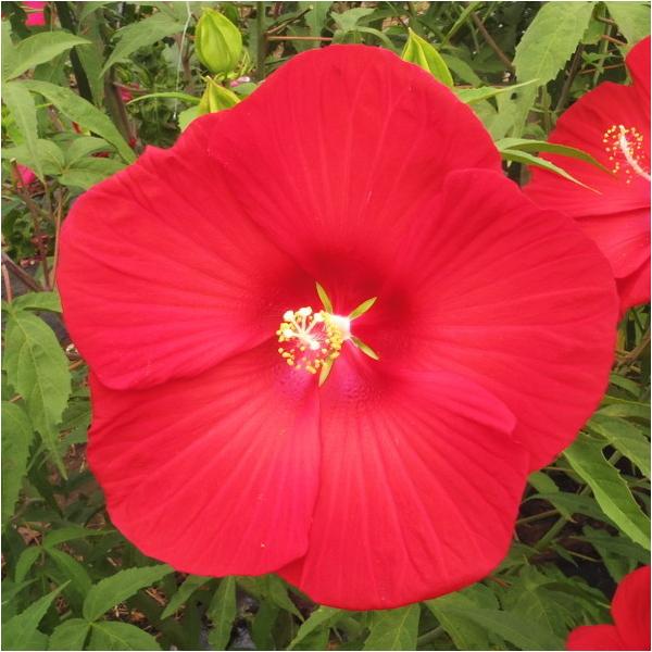 [Release date: April 15, 2023][タイタンビカス フレア] 非常に鮮明な緋赤色の大輪花と、2m以上になる草丈で、とても目を引きます。 中心部の隙間が目立つことと、ややネオン(花弁の裏側の中心部が広くなる裏白)タイ...