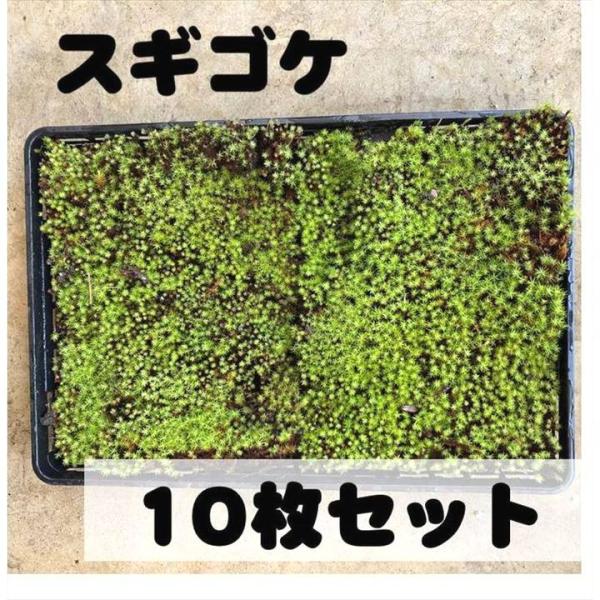 杉苔は庭園苔として使用される苔の中でもっともメジャーな苔です。苔の中では大がらな苔で、茎は伸びると高さ15センチぐらいにまでなります。葉は長さ7から11ミリ、乾くと茎に接して穂状になります。また、根は10センチから15センチと土壌深くまで伸...