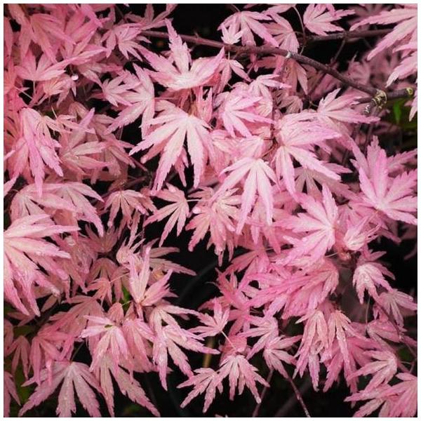 [モミジ テイラー]2005年にイギリスで初めて発表されましたが、今でも入手が難しいモミジです。葉は深い切れ込みが入り、ピンク色にライムグリーンの斑が入る珍しい色の葉を春から秋にかけて付けます。紅葉すると、葉全体がピンクに染まります。矮性タ...