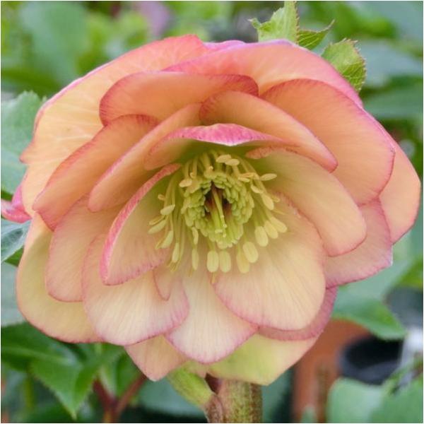 [クリスマスローズ 伊勢みやびシリーズ 花梨(かりん) とは]アプリコットカラーが可愛い中大輪咲き。バイカラー気味で、下横向きに咲きます。花弁内側のフチが濃くなり絞りっぽいバイカラーになります。