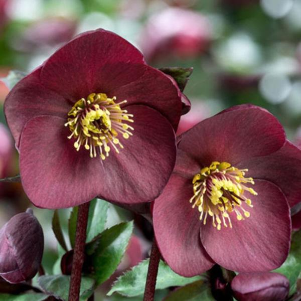 クリスマスローズ 氷の薔薇 4.5号 ブルネロ｜山野04-PA : 赤塚植物園