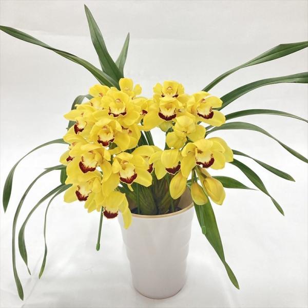 [シンビジューム 黄色 2本立アーチ]シンビジュームはラン科シュンラン属(シンビジウム属)の常緑性多年草です。蘭としてはたいへん丈夫で寒さにも強いため初心者にも育てやすく、華やかな花姿からも冬の洋ランギフトの定番です。2本立ての輝くような黄...