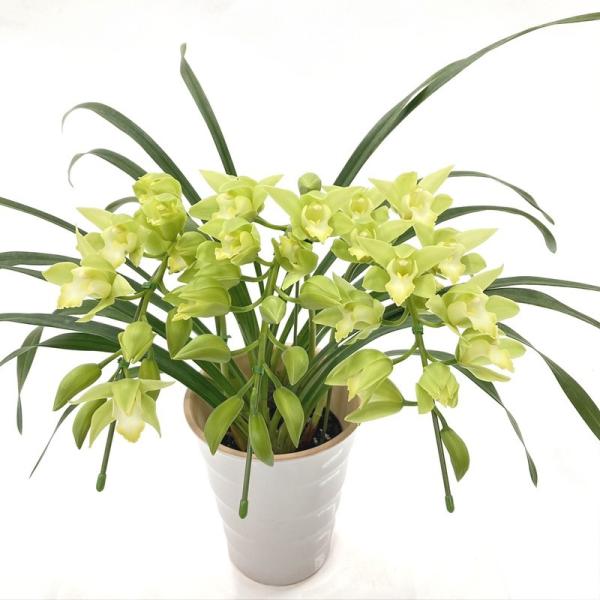 テーブルシンビジューム 淡いグリーン 3本立アーチ ラブリーソング