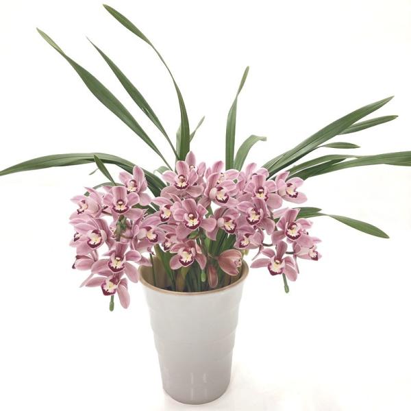 シンビジューム 月と太陽 アーチ5本立ち おすすめ ボリューム抜群です