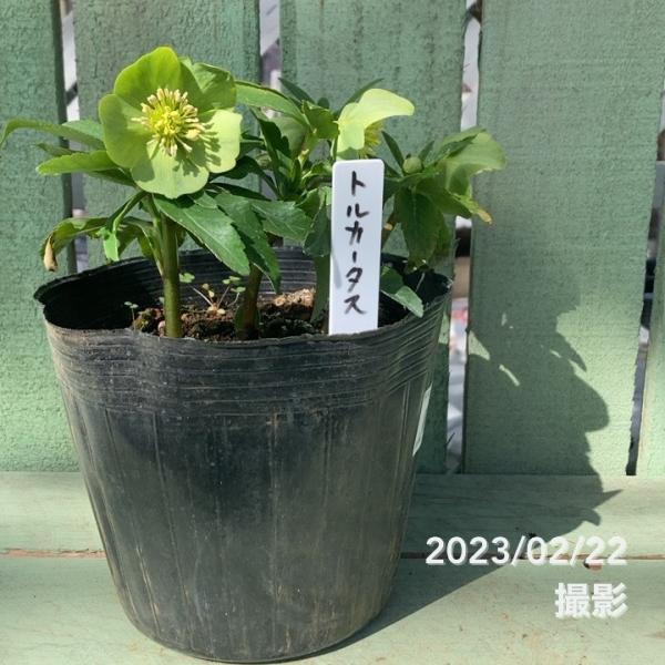 クリスマスローズ原種トルカータスボスニア3年目小苗 【公式通販】