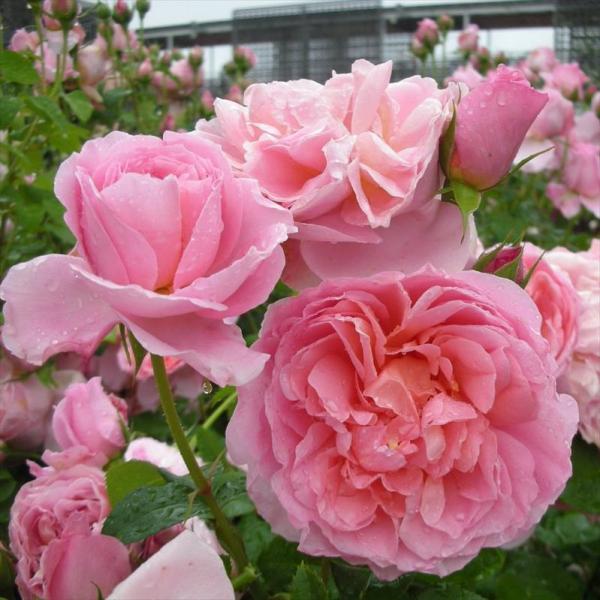 [ダム・ドゥ・シュノンソー]花色/ピンク〜サーモン香り/強香花期/四季咲き樹高、幅、樹形/1.5ｍ×1.2ｍ　シュラブ花径/8〜12ｃｍ、大輪花形/ディーカップ〜ロゼット＊登録品種（PVP）＊アップリコットのグラデーションが内側から入るサー...