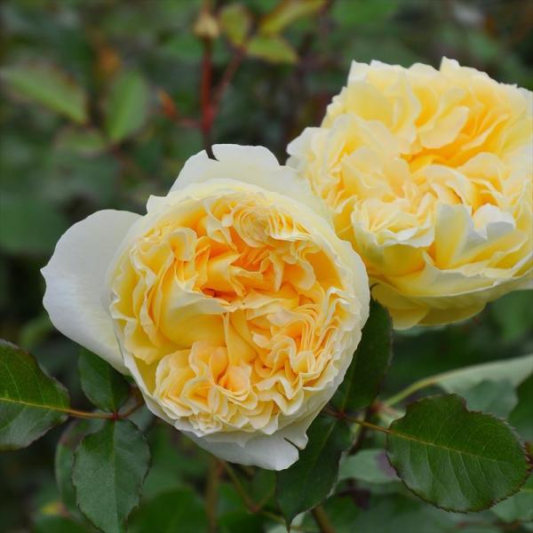 バラ大苗 シシリエンヌ 7号 ロサ・オリエンティスプログレッシオ｜花木